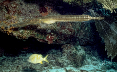 Trumpetfish and French Grunt